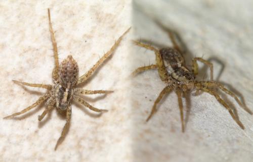 Réf. 248 170 : Pardosa nigriceps